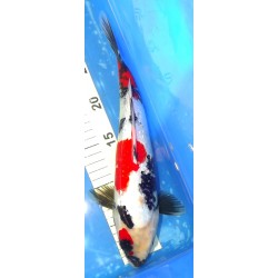 Ginrin Showa 32cm éleveur Kaze