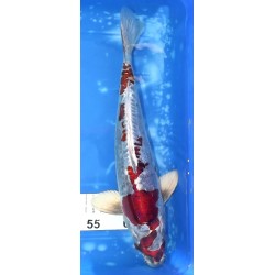 Beni Kikokuryu 35cm éleveur Aoki