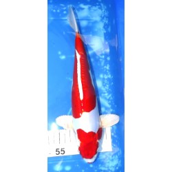 Doitsu Yamatonishiki / Kikusui éleveur Aoki