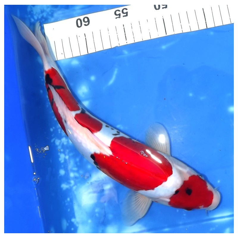 Maruten Doitsu Sanke 33cm éleveur Aoki