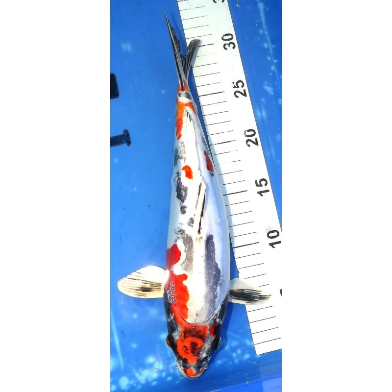 Kin Kikokuryu éleveur Aoki