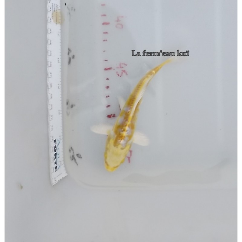 doitsu yamabuki hariwake 15-18-cm Japon Marusaka tosaï