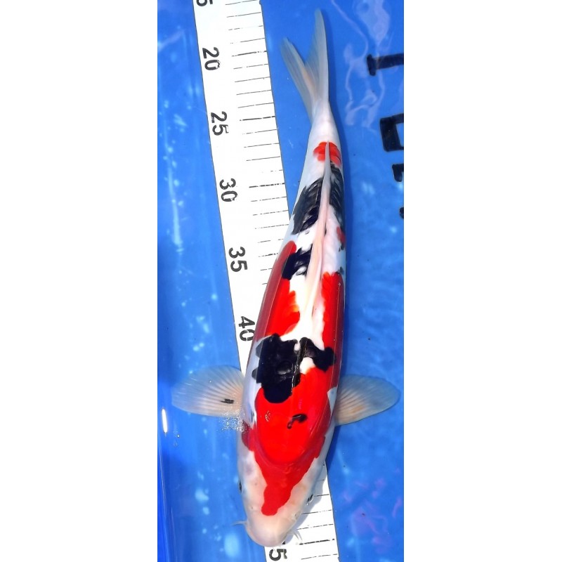 Doitsu Sanke 36cm éleveur Aoki