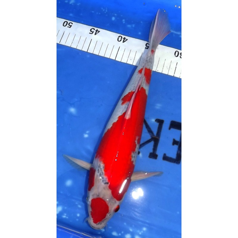 Maruten Goshiki 34cm éleveur Aoki