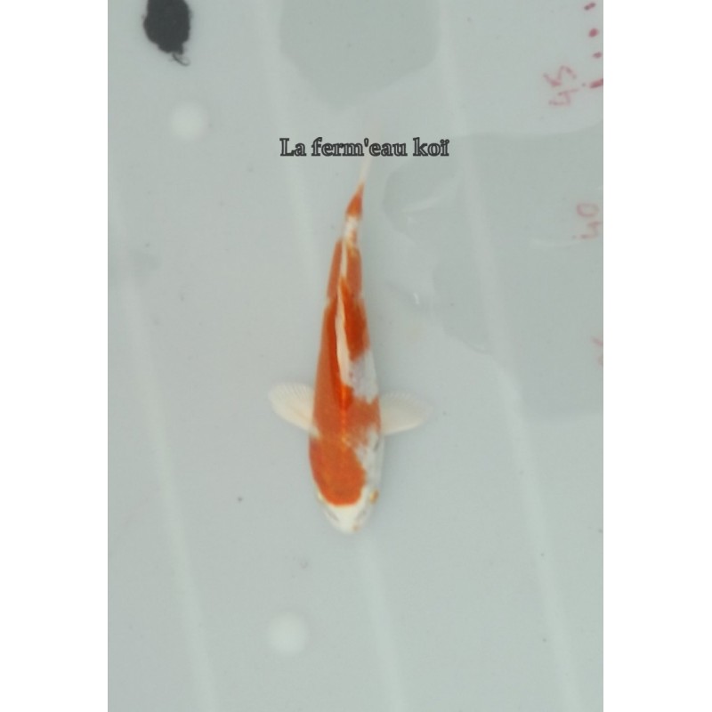 Hariwake 15-18-cm Japon Marusaka tosaï