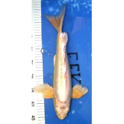 Doitsu Ki Mukashi voile 42cm éleveur YAMASAN