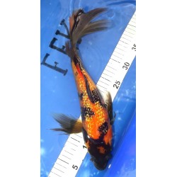 Ginrin Hi Utsuri voile 38cm éleveur YAMASAN