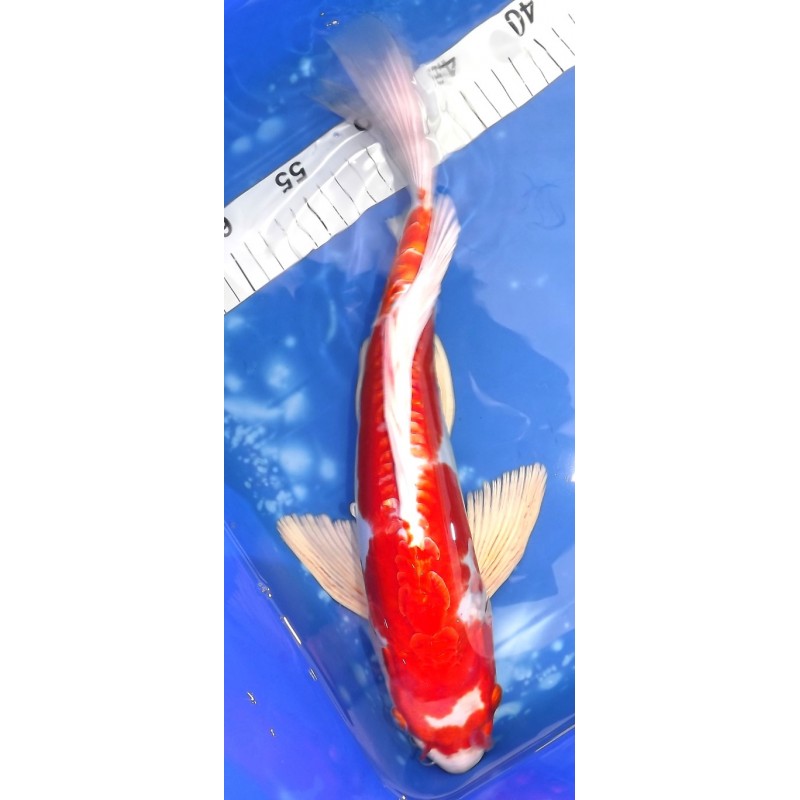 Kikusui voile 39cm éleveur YAMASAN