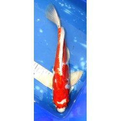 Kikusui voile 39cm éleveur YAMASAN