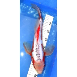 Shusui voile 40cm éleveur YAMASAN