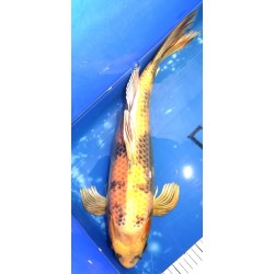 Kin Ki utsuri voile 45cm éleveur Suda