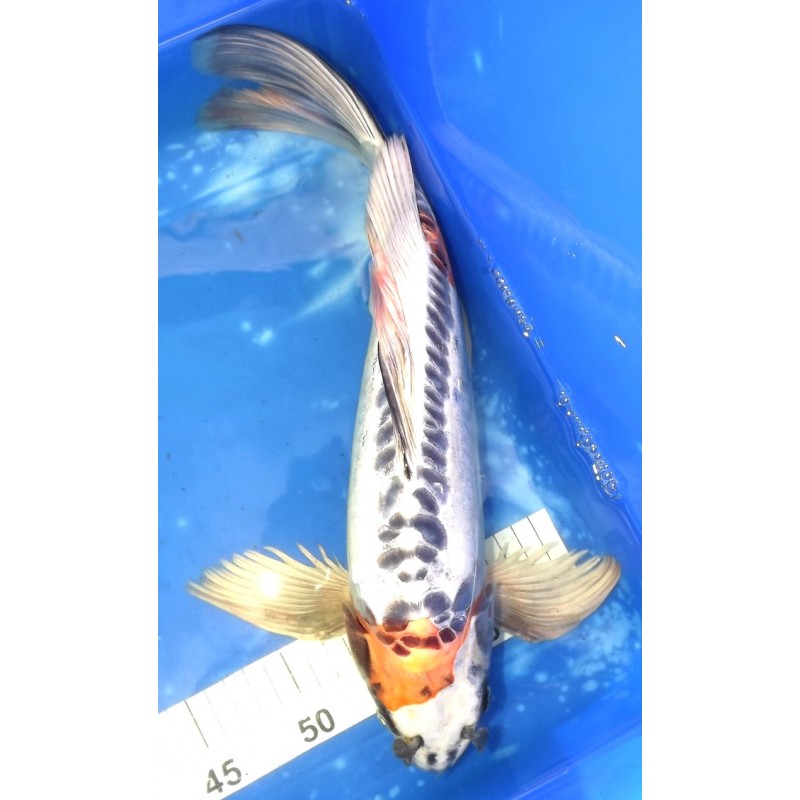 Non expé : Kin Kikokuryu voile 41cm éleveur Suda