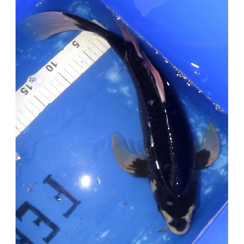 Hajiro voile 43cm éleveur Suda