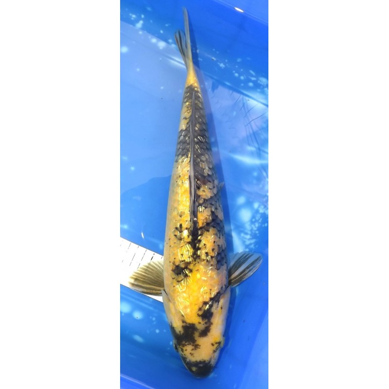 Ginrin Ki Utsuri 41cm éleveur Maruhiro