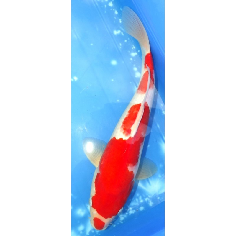 Kohaku 38cm éleveur Maruhiro