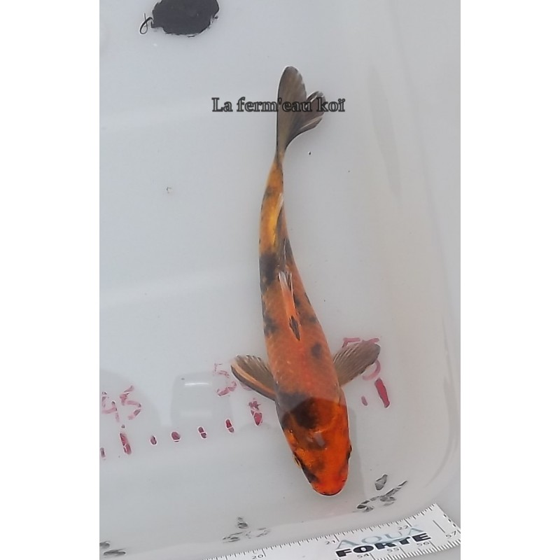 Kin ki utsuri 15-18-cm Japon Marusaka tosaï