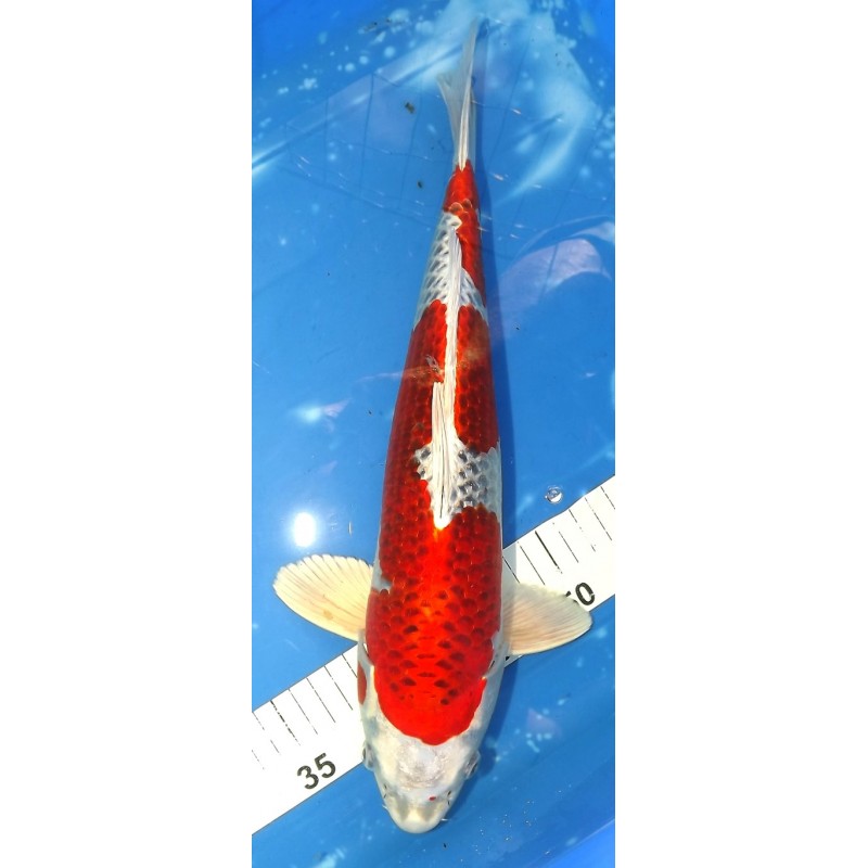 Beni Kujaku 38cm éleveur Maruhiro