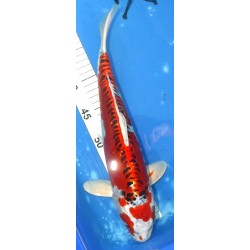 Doitsu Beni Kujaku 37cm éleveur Maruhiro