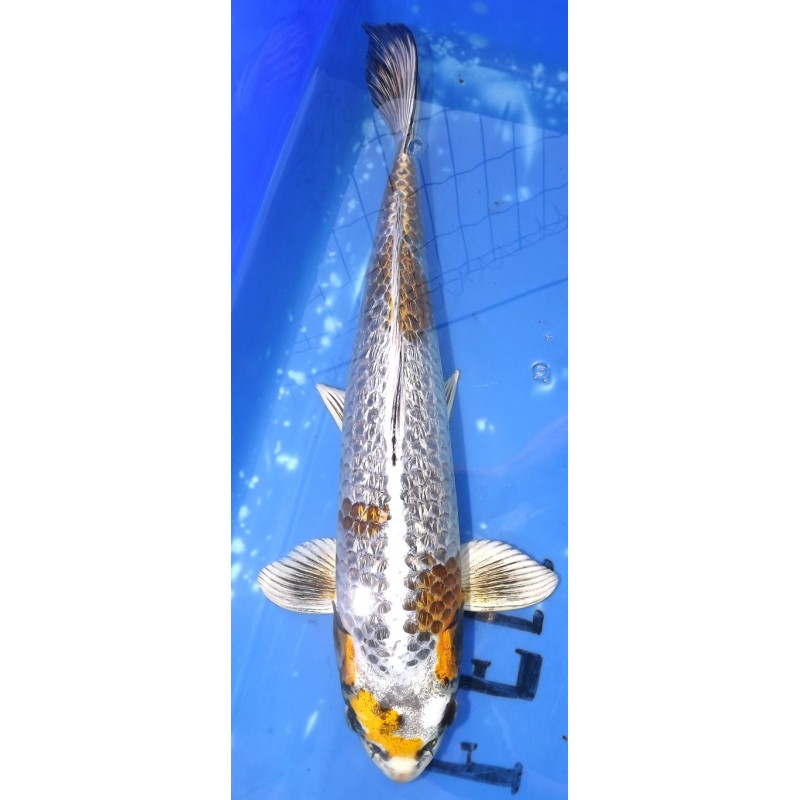 Ginrin Kirin 43cm éleveur Maruhiro