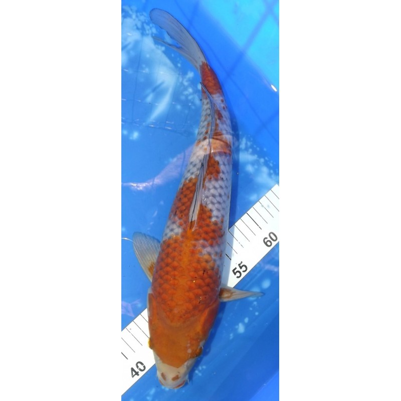 Ochiba 40cm éleveur Maruhiro