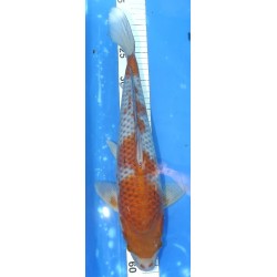 Ochiba 40cm éleveur Maruhiro