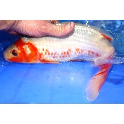 Asagi 37cm éleveur Maruhiro