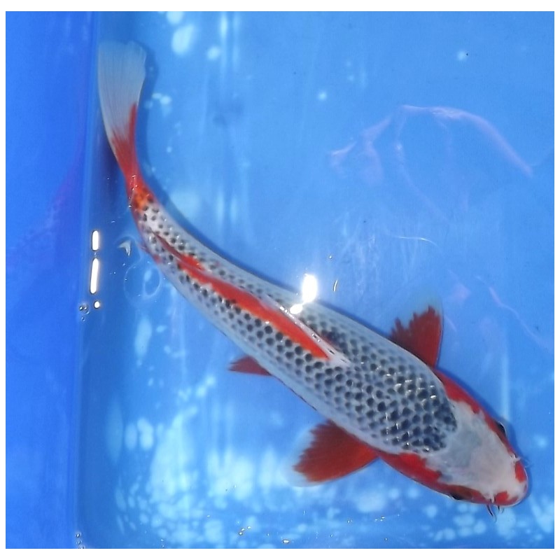 Resa : Asagi 25-26cm éleveur Otsuka