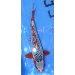 Resa : Asagi 25-26cm éleveur Otsuka