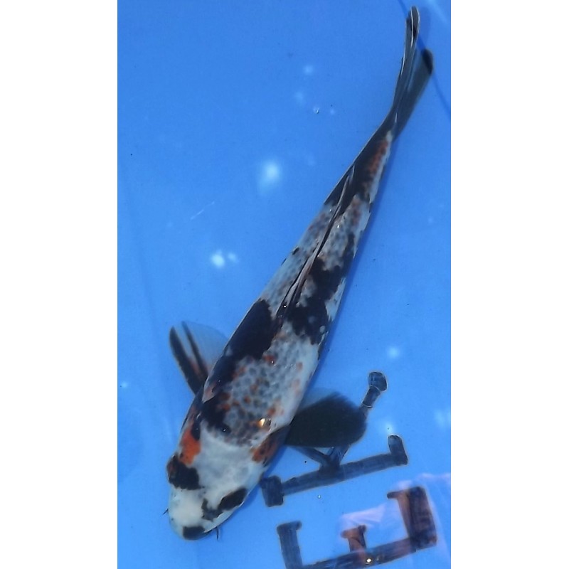 Resa : Kage Showa 25-26cm éleveur Otsuka