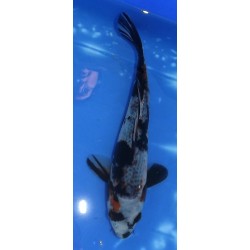 Resa : Kage Showa 25-26cm éleveur Otsuka