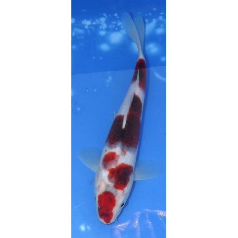 Resa : Goromo 26cm éleveur Otsuka