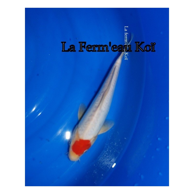 doitsu tancho kohaku 30-35 cm