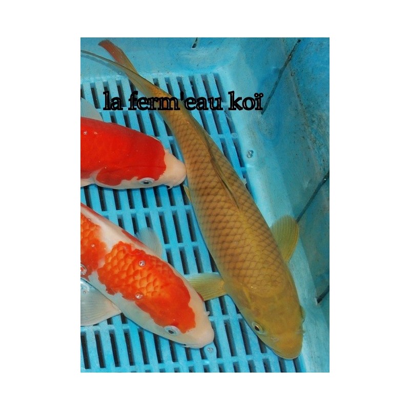 Chagoï Japon Ogata 28-30 cm