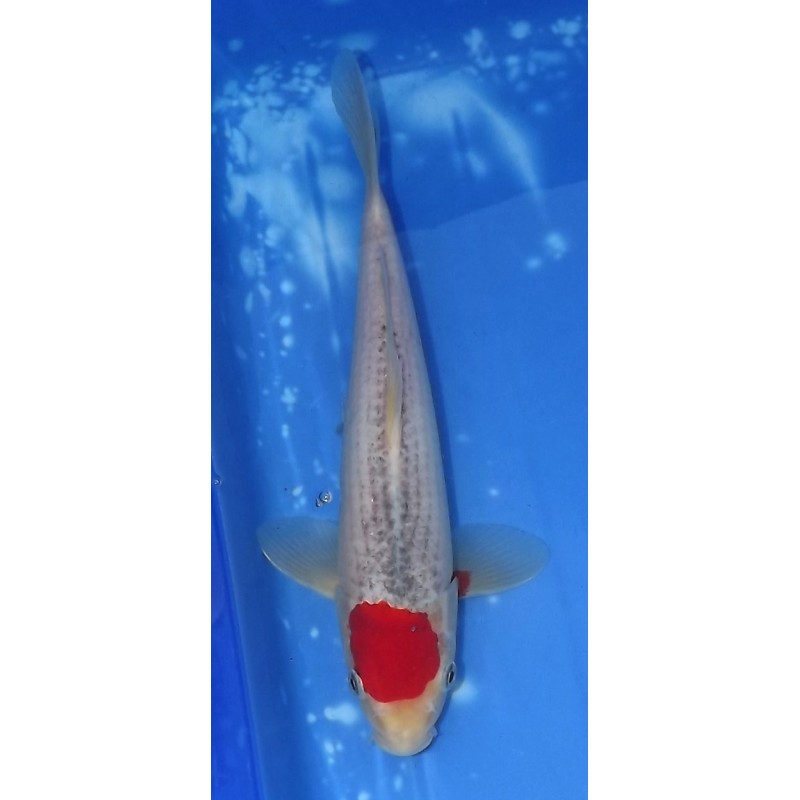 Tancho Goshiki 26cm éleveur Otsuka