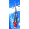 Tancho Kujaku 20-25cm éleveur Otsuka