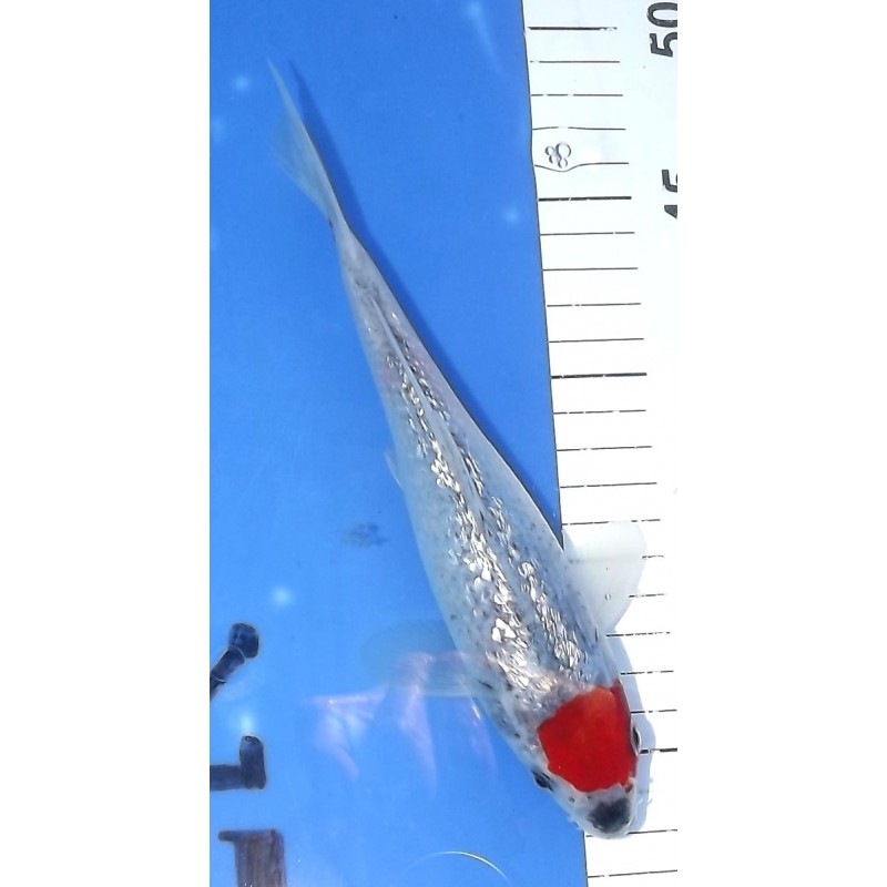 Maruten Ginrin Goshiki 20-25cm éleveur Otsuka