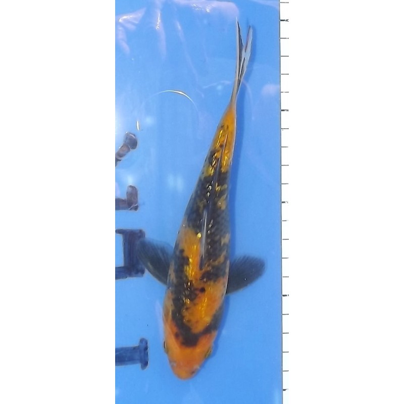 Ginrin Ki Utsuri 20-25cm éleveur Otsuka