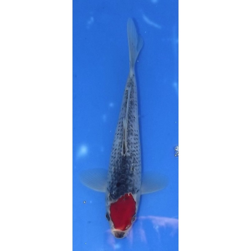 Tancho Goshiki 20-25cm éleveur Otsuka
