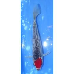 Tancho Goshiki 20-25cm éleveur Otsuka