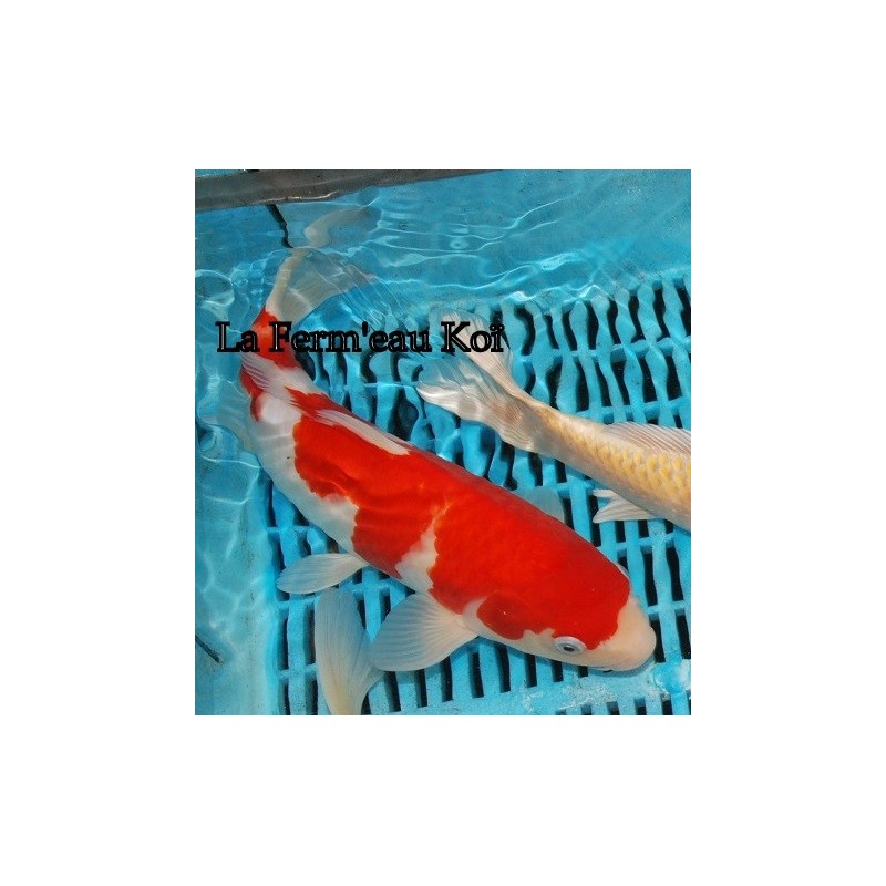 Kohaku Japon Ogata 28-30cm