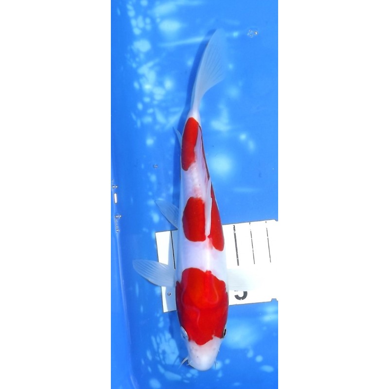 Doitsu Kohaku 19-20cm éleveur Otsuka