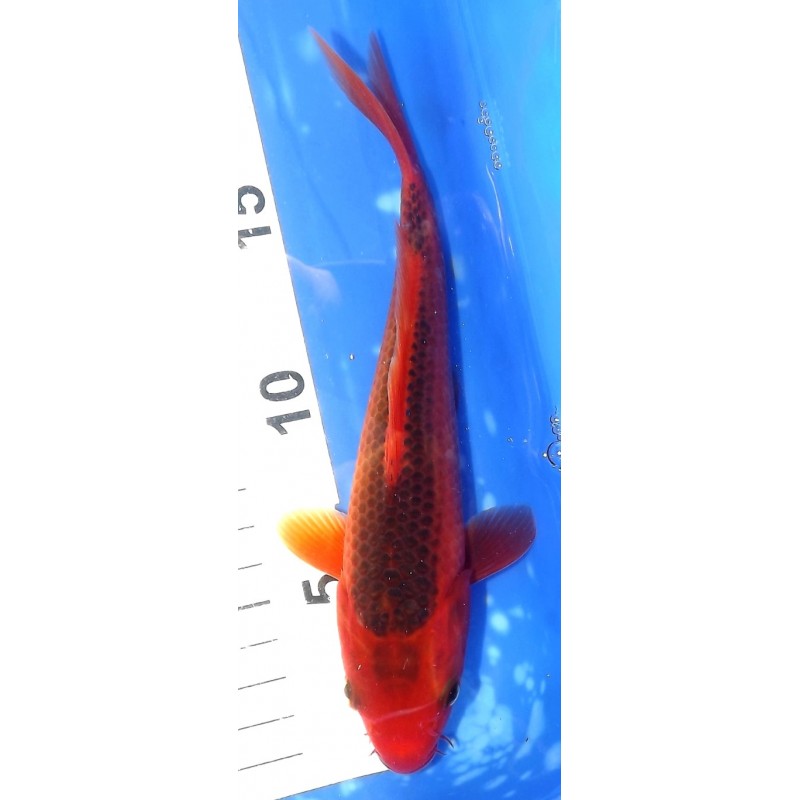 Aka Matsuba 20cm éleveur Otsuka