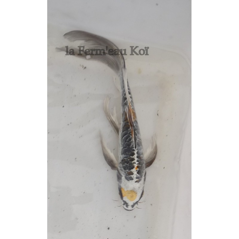 Doitsu gin matsuba voile 25-30 cm