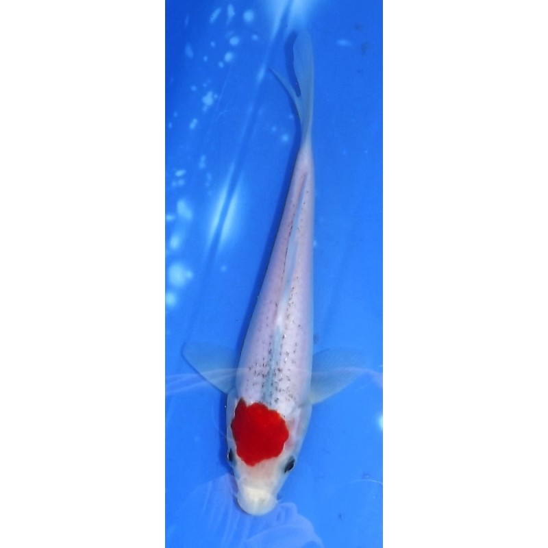 Tancho Goshiki 20-25cm éleveur Otsuka