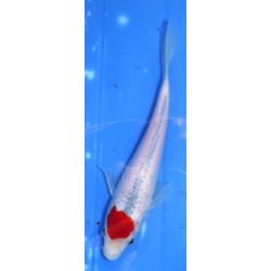 Tancho Goshiki 20-25cm éleveur Otsuka