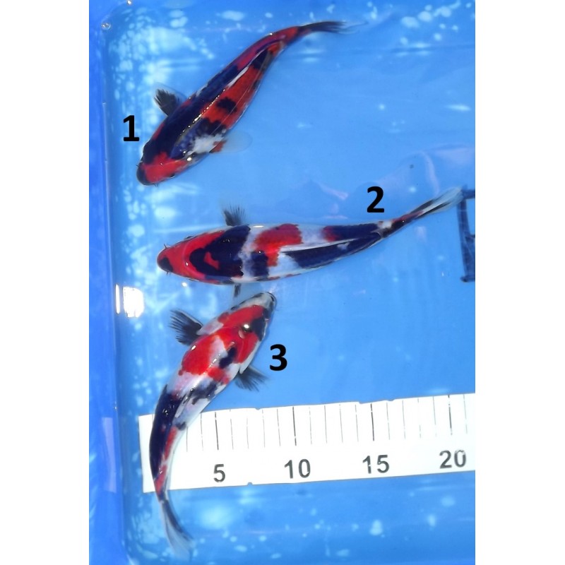 Showa ~20cm éleveur Saïto Koï Farm