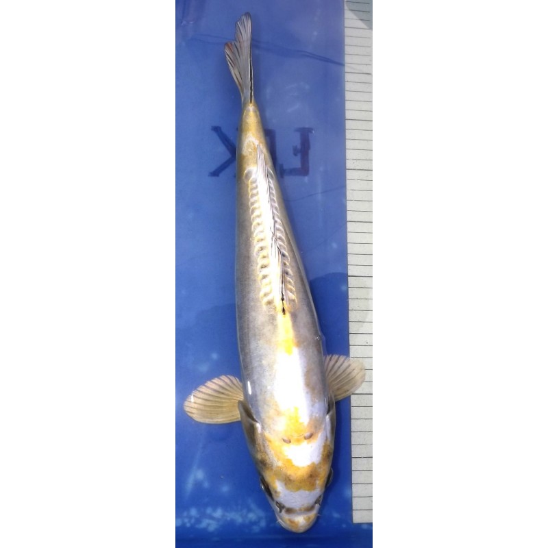Doitsu Kogane Ochiba 42cm éleveur Ikarashi Ozumi