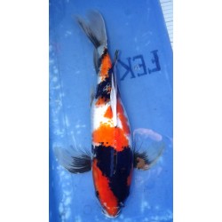 Showa voile 44cm éleveur Suda