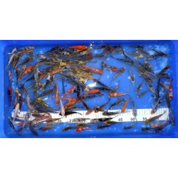 Koï Sélection normales et voilées : 5-10 cm