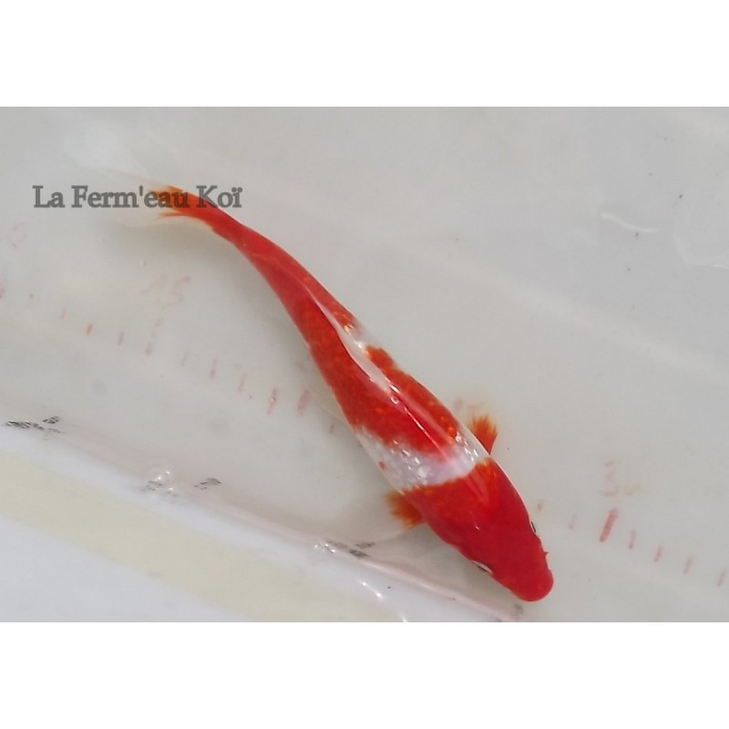 Ginrin Kohaku 18-21cm Japon Ogata jumbo tosaï